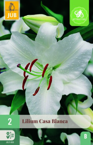 Lilium casa blanca 2st
