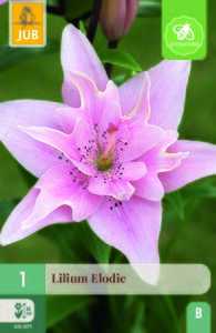 Lilium elodie 1st