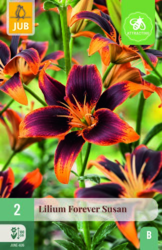 Lilium forever susan 2st