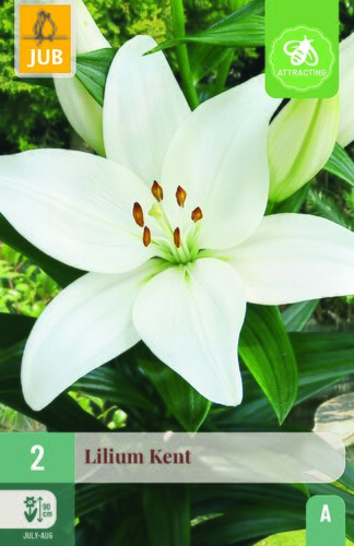Lilium kent 2st