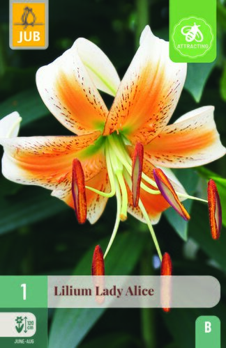 Lilium lady alice 1st
