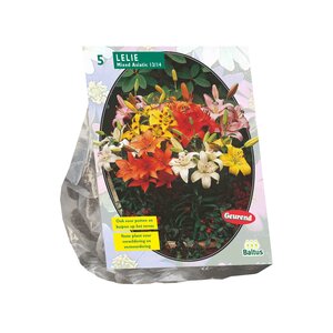Lilium Mix per 5 - afbeelding 1