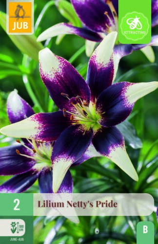 Lilium nettys pride 2st