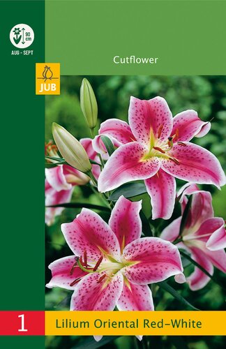 Lilium oriental red - white 1st
