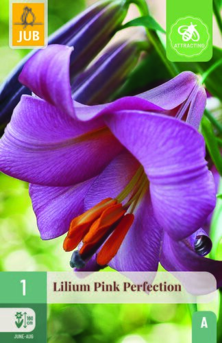 Lilium pink perfection 1st