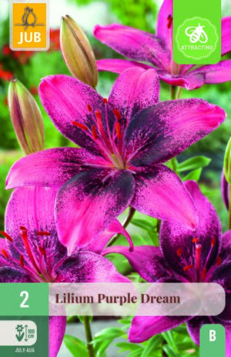 Lilium purple dream 2st