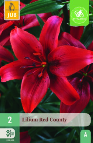 Lilium red county 2st