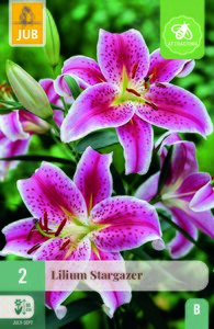 Lilium stargazer 2st