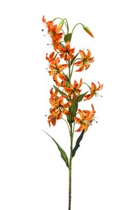 Lily spray orange 80cm