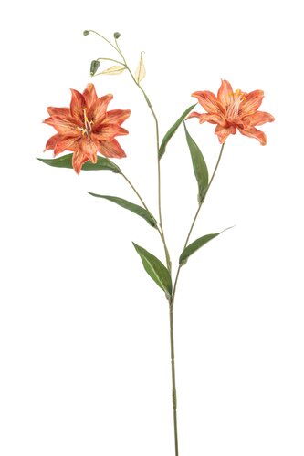 Lily Wild Tak Zijde - 70cm Oranje