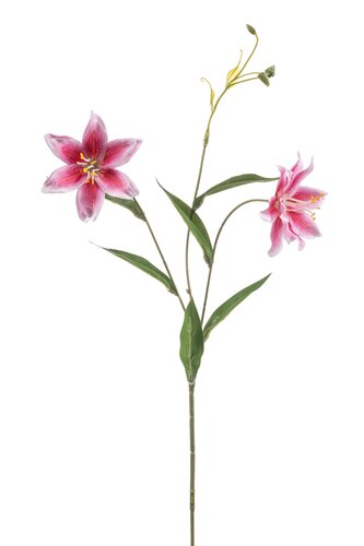 Lily Wild Tak Zijde - 70cm Roze