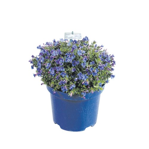 Lithodora, in 13cm-pot