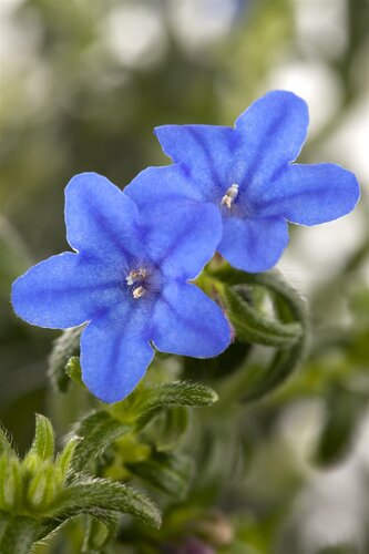 Lithodora, in 14cm-pot - afbeelding 2