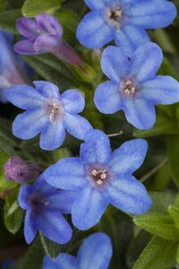 Lithodora, in 14cm-pot - afbeelding 4