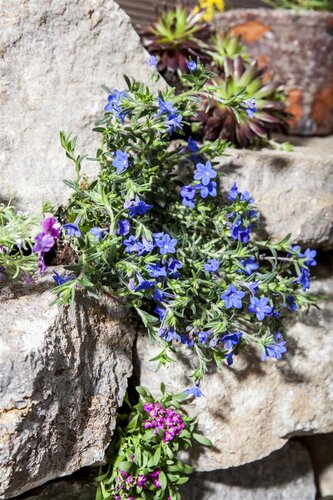 Lithodora, in 14cm-pot - afbeelding 5