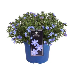 Lithodora, in 14cm-pot - afbeelding 1