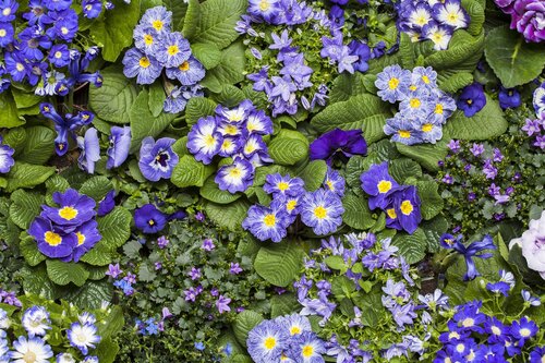 Lithodora, in 14cm-pot - afbeelding 3