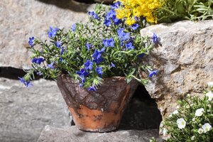 Lithodora, in 14cm-pot - afbeelding 6