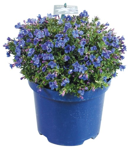 Lithodora, in 17cm-pot
