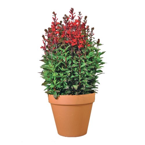 Lobelia Fan Scarlet, in 17cm-pot