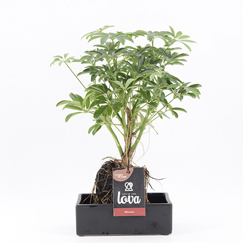 Lova Schefflera op lavasteen