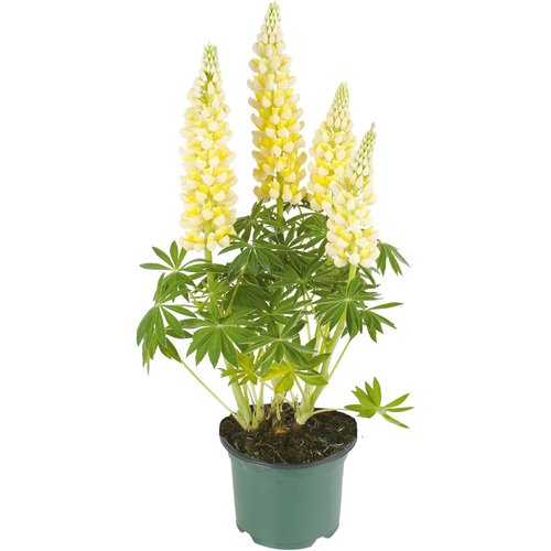 Lupine, in 23cm-pot