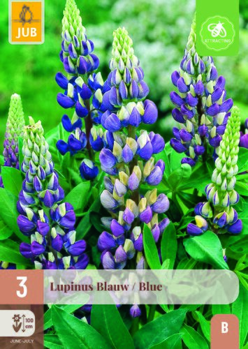 Lupinus blauw 3st