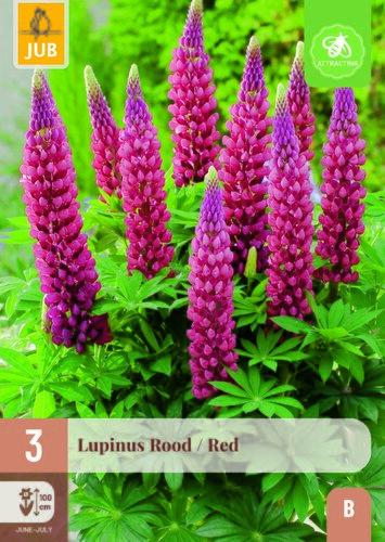 Lupinus rood 3st