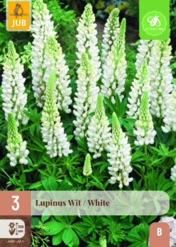 Lupinus wit 3st
