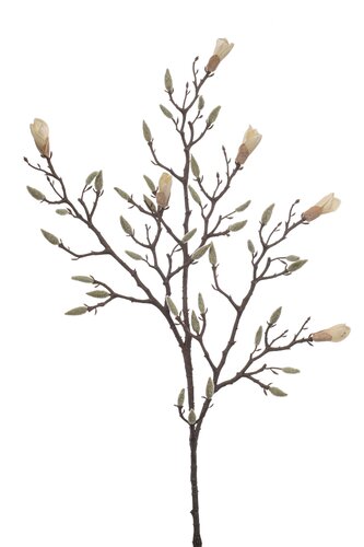 Magnolia bud spray cream 98cm
