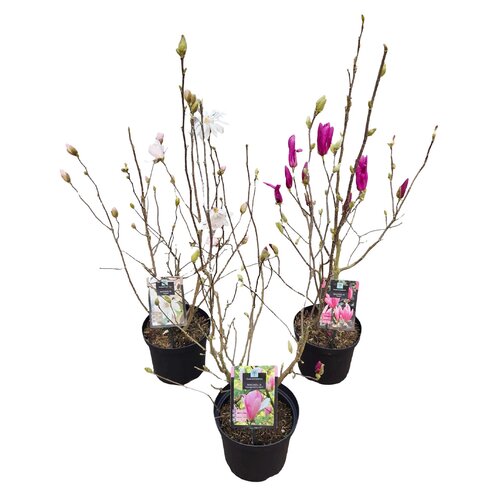 Magnolia Mix, in 21cm-pot - afbeelding 1