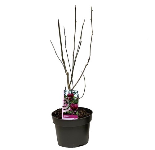 Magnolia Mix, in 21cm-pot - afbeelding 2