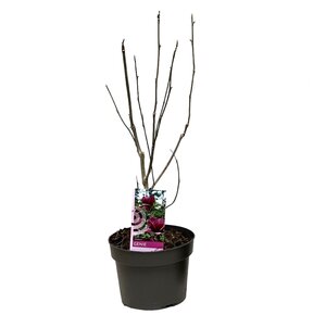 Magnolia Mix, in 21cm-pot - afbeelding 2