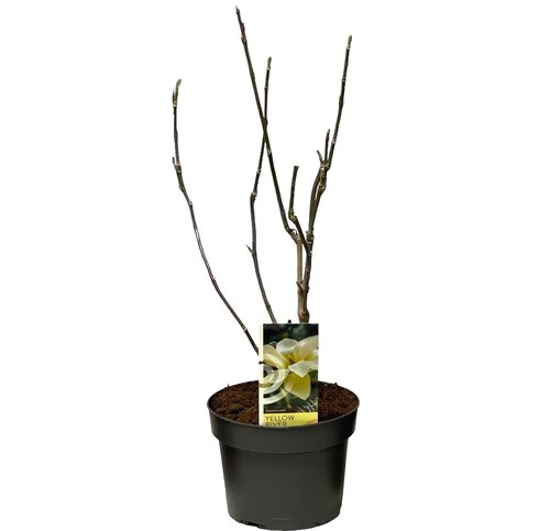 Magnolia Mix, in 21cm-pot - afbeelding 3