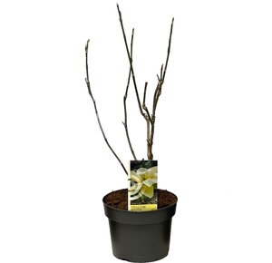 Magnolia Mix, in 21cm-pot - afbeelding 3
