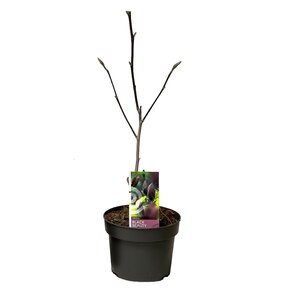 Magnolia Mix, in 21cm-pot - afbeelding 4