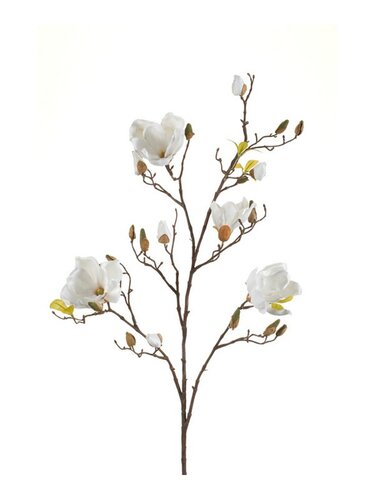 Magnolia Tak Zijde - 105cm Crme