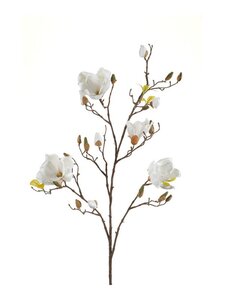 Magnolia Tak Zijde - 105cm Crème