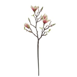 Magnolia wit 65 cm