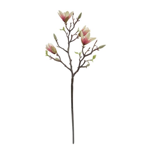 Magnolia Wit 65 cm