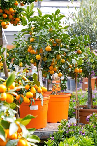 Mandarijnboom, in 21cm-pot - afbeelding 2