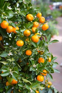Mandarijnboom, in 21cm-pot - afbeelding 3