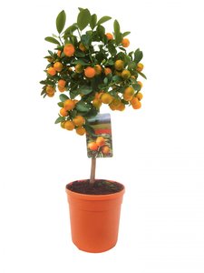 Mandarijnboom, in 21cm-pot - afbeelding 1
