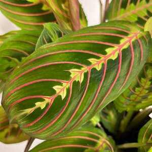 Maranta Leuconeura 'Fascinator', in 12cm-pot - afbeelding 2