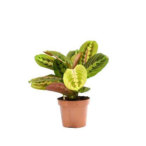 Maranta Leuconeura 'Fascinator', in 12cm-pot - afbeelding 1