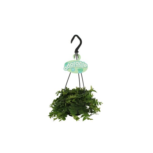 Marcgravia Umbellata, in 10.5cm-hangpot