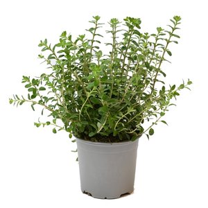 Marjolein, in 14cm-pot - afbeelding 1