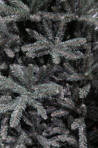 Matterhorn x-mas tree newgrowth blue - h155xd99 - afbeelding 2