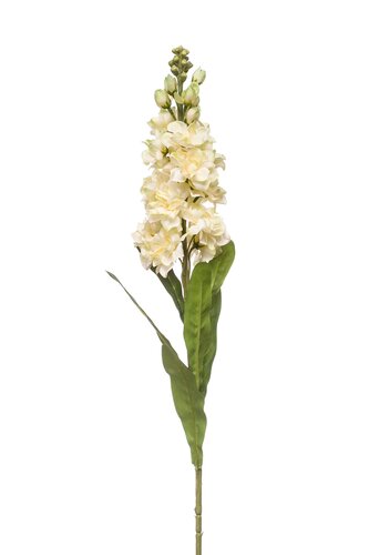 Matthiola spray cream 80cm