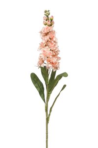 Matthiola spray peach 80cm